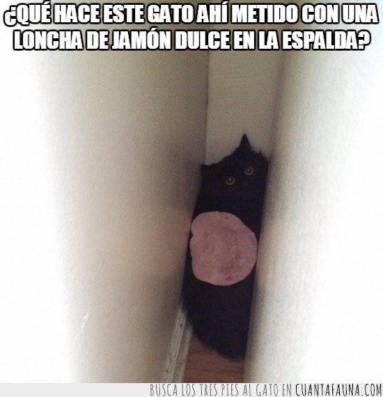 jamon york,esconderse,pared,es como nyancat pero con jamon york,es yorkcat